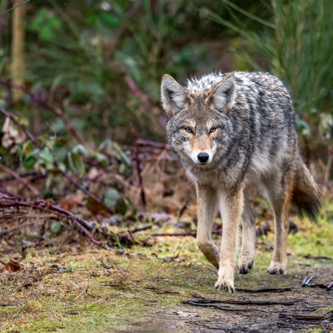 Coyote outdooors