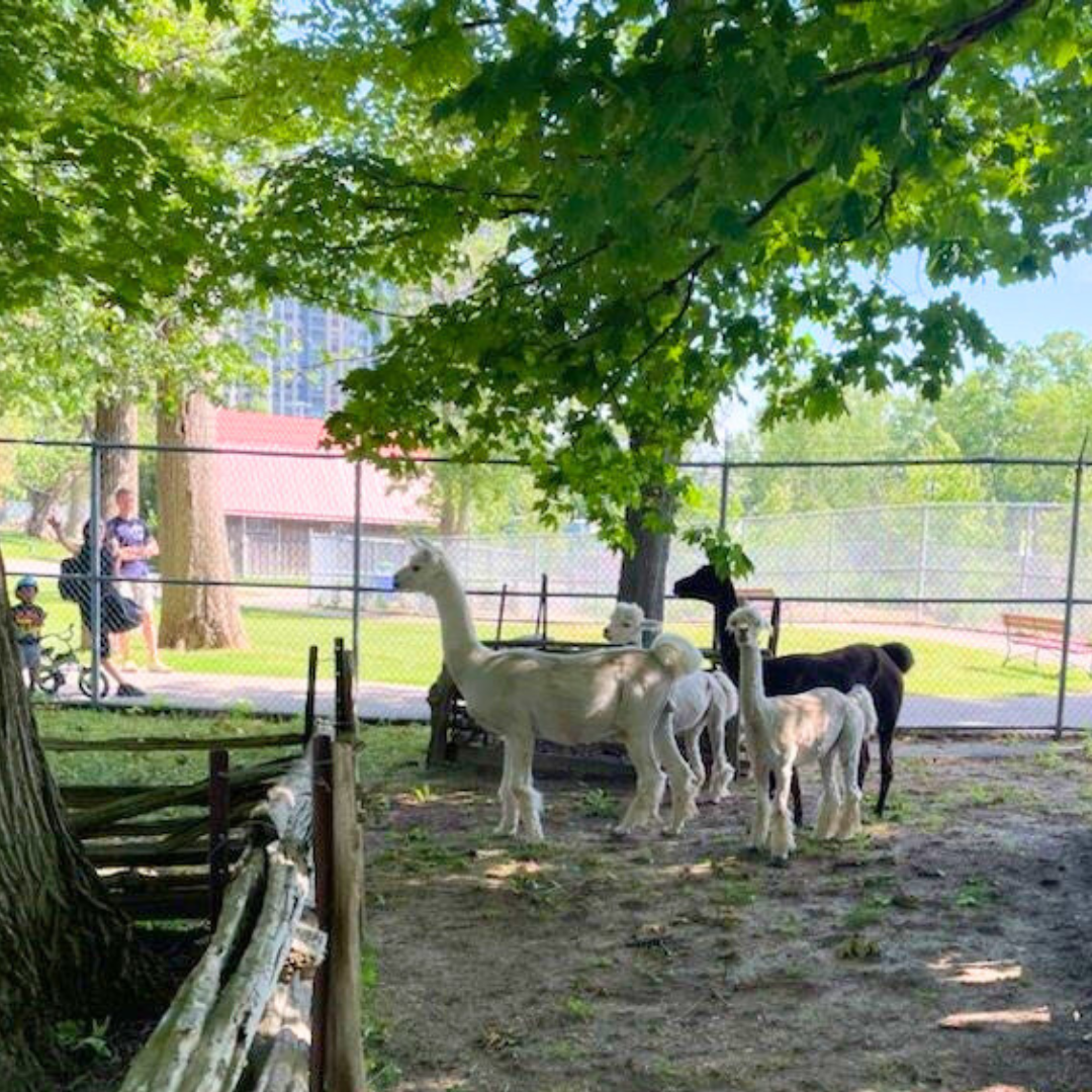 Llamas at Eby Farm in Waterloo Park