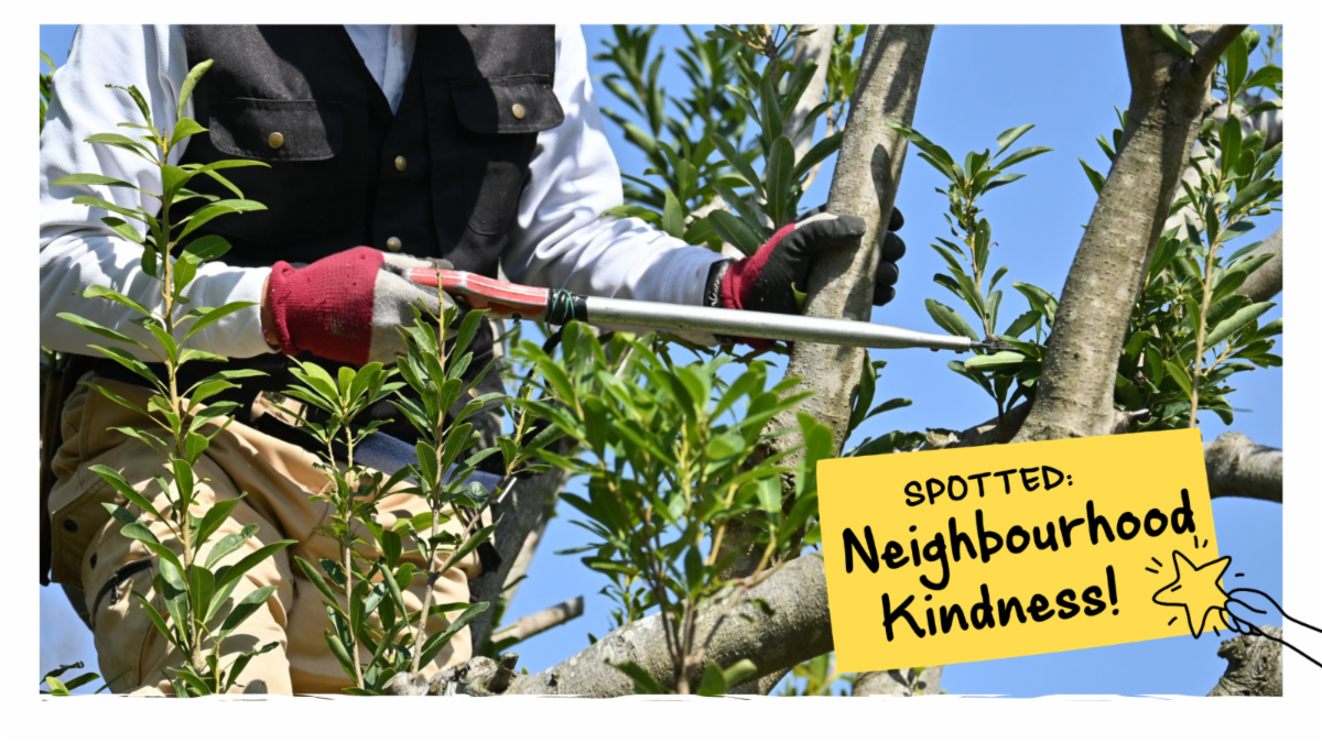 A person cutting a green bush outside with gardening gloves on.