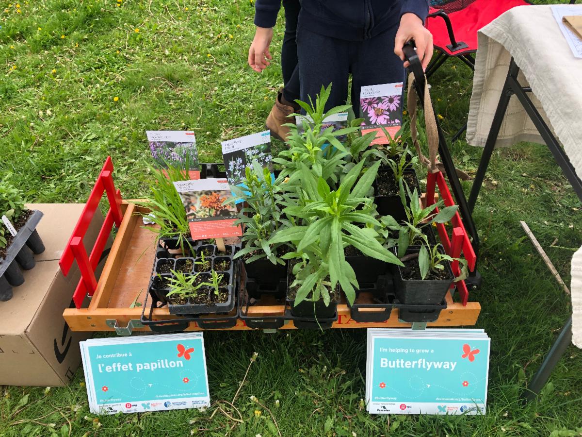 Plants in a wagon