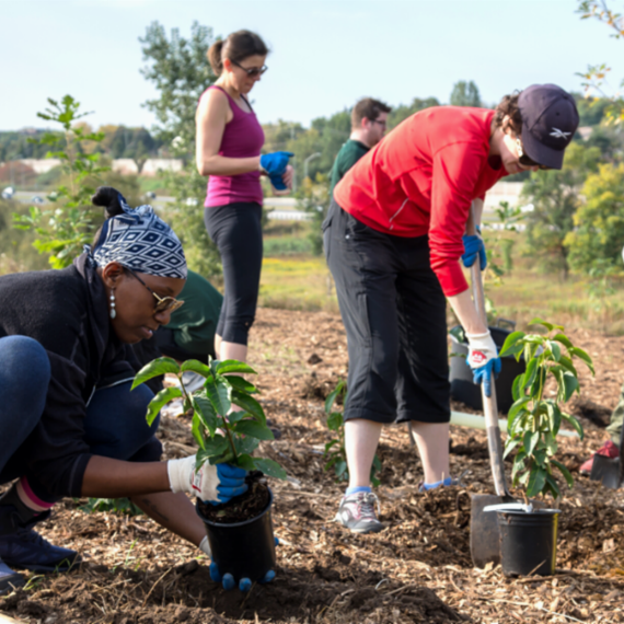 People digging holes and planting trees
