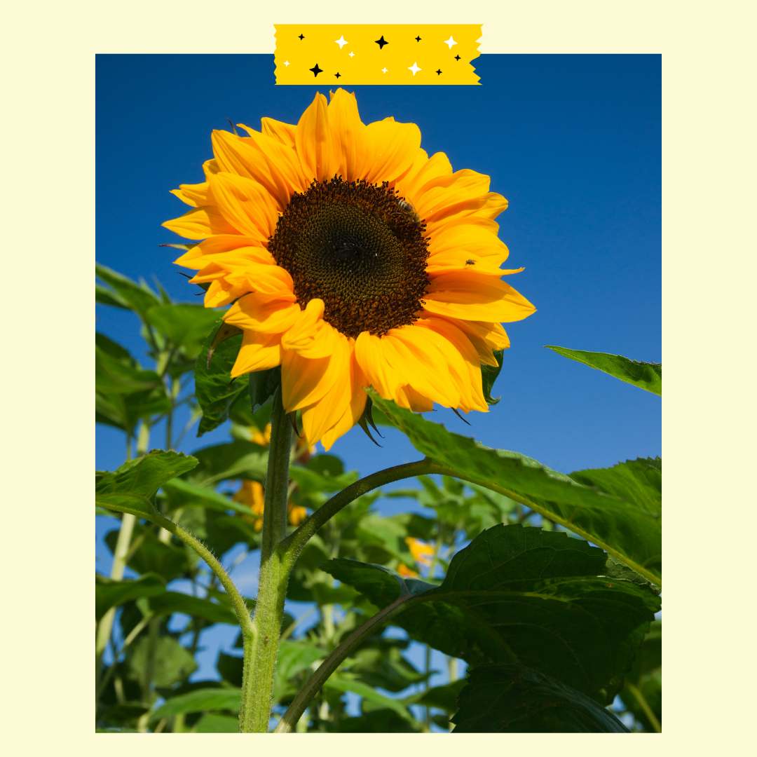 Sunflower growing outdoors