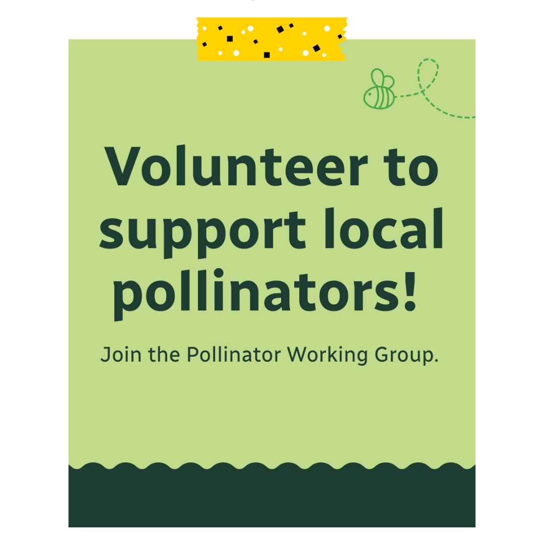 Volunteer to support local pollinators. Join the pollinator working group. With a green background and a bee.