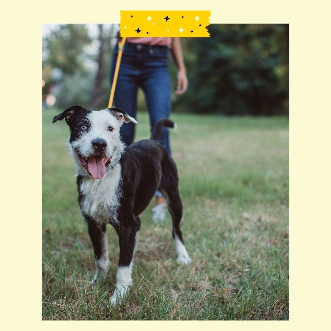 Dog on leash with tongue sticking out 