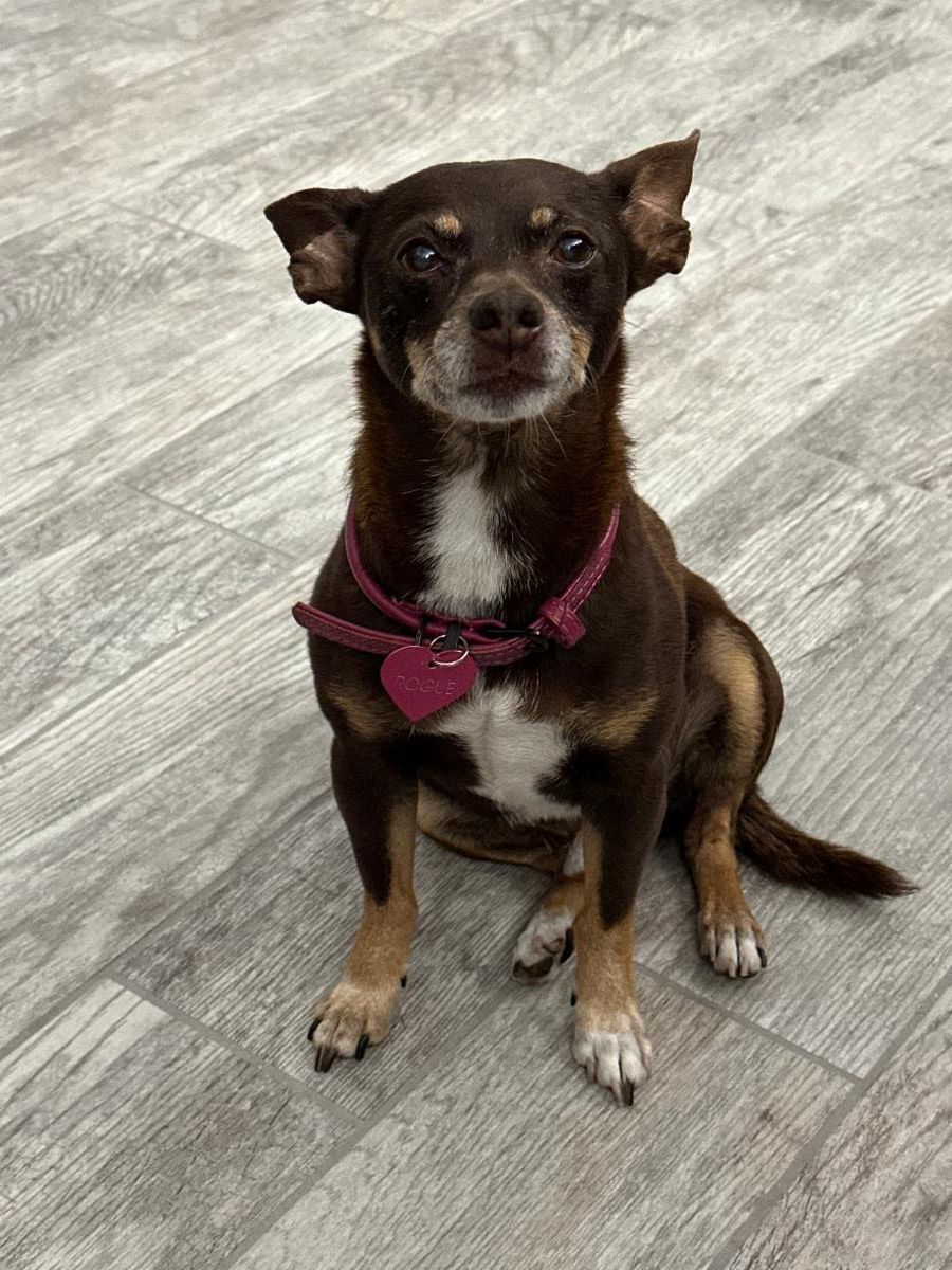 medium-sized dog sitting on a gray floor