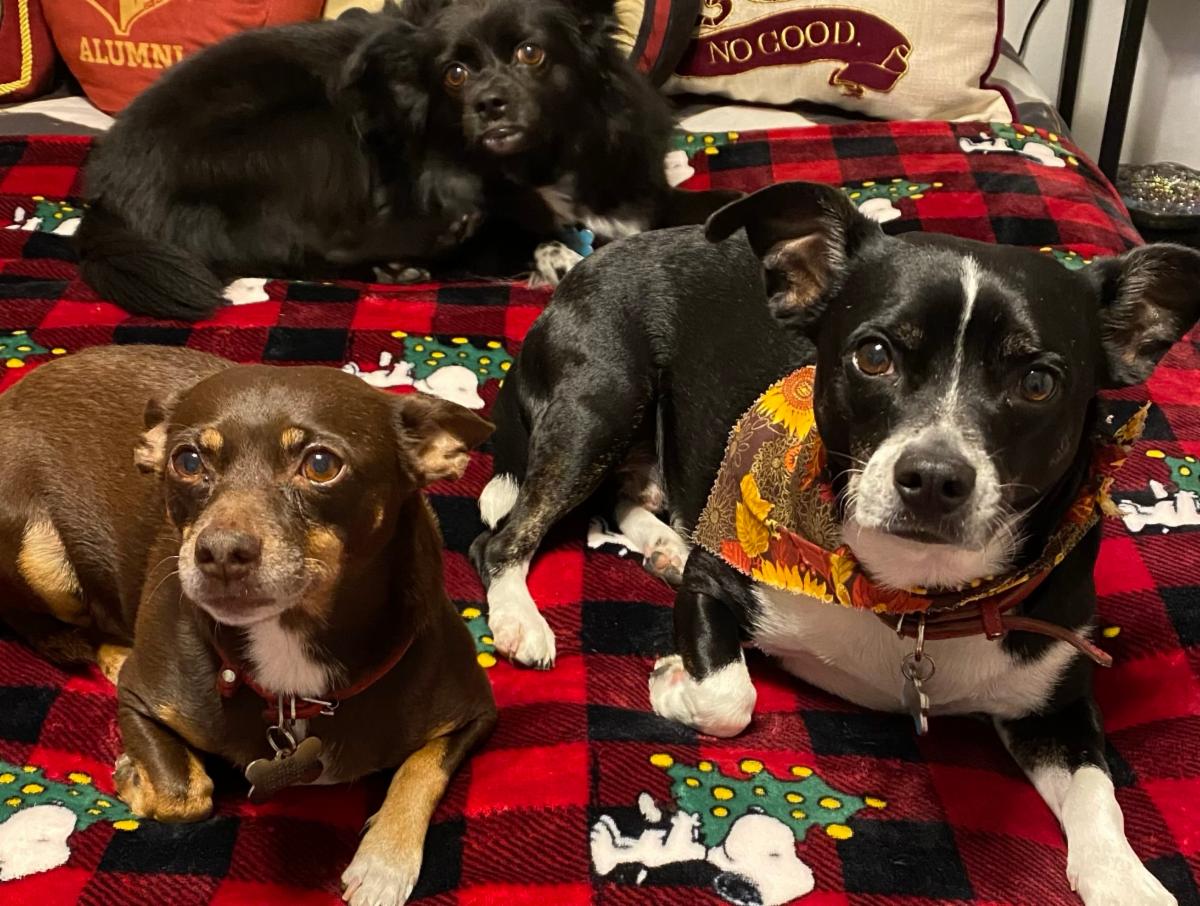 three dogs sitting nicely together on a Christmas-themed plaid blanket