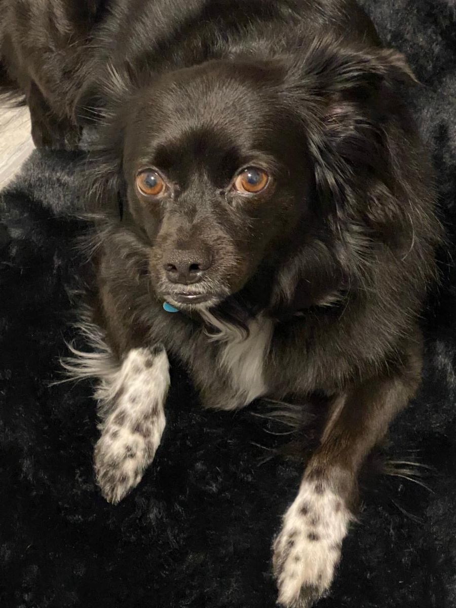 medium-sized dog with black curly hair with white spotted paws