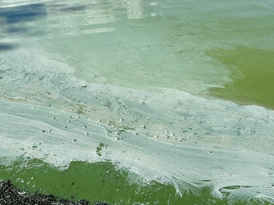Cyanobacteria scum on the shore of Androscoggin Lake. Photo credit: Terry Brooks. 