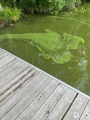 Cyanobacteria on Paradise Pond July 2024 (c) Chuck Dinsmore