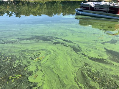 Cyanobacteria at Unity Pond. Photo credit: Steve Krautkremer.