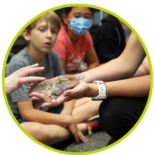 A group of grade schoolers sitting on a floor gathered around an iguana.  One of the children stoking the iguanas back that the instructor is holding.