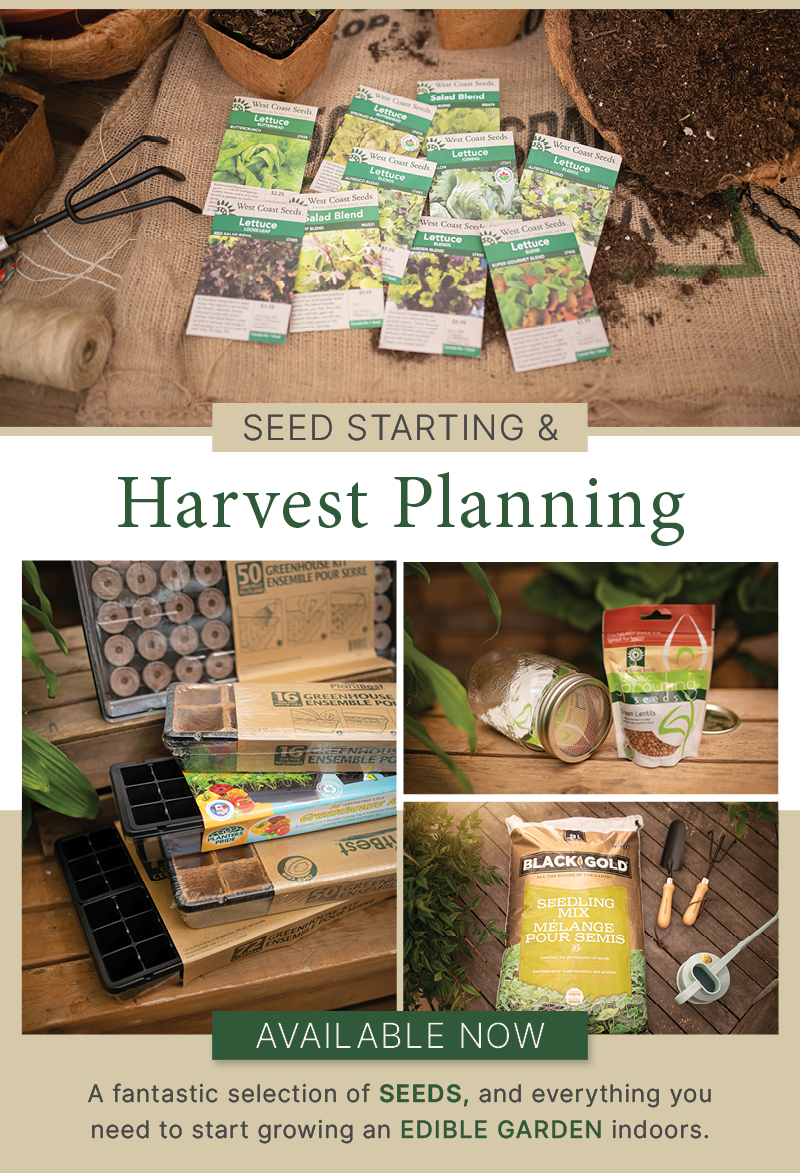 Pining For Spring Pining for Spring? COLOURFUL potted bulbs available now