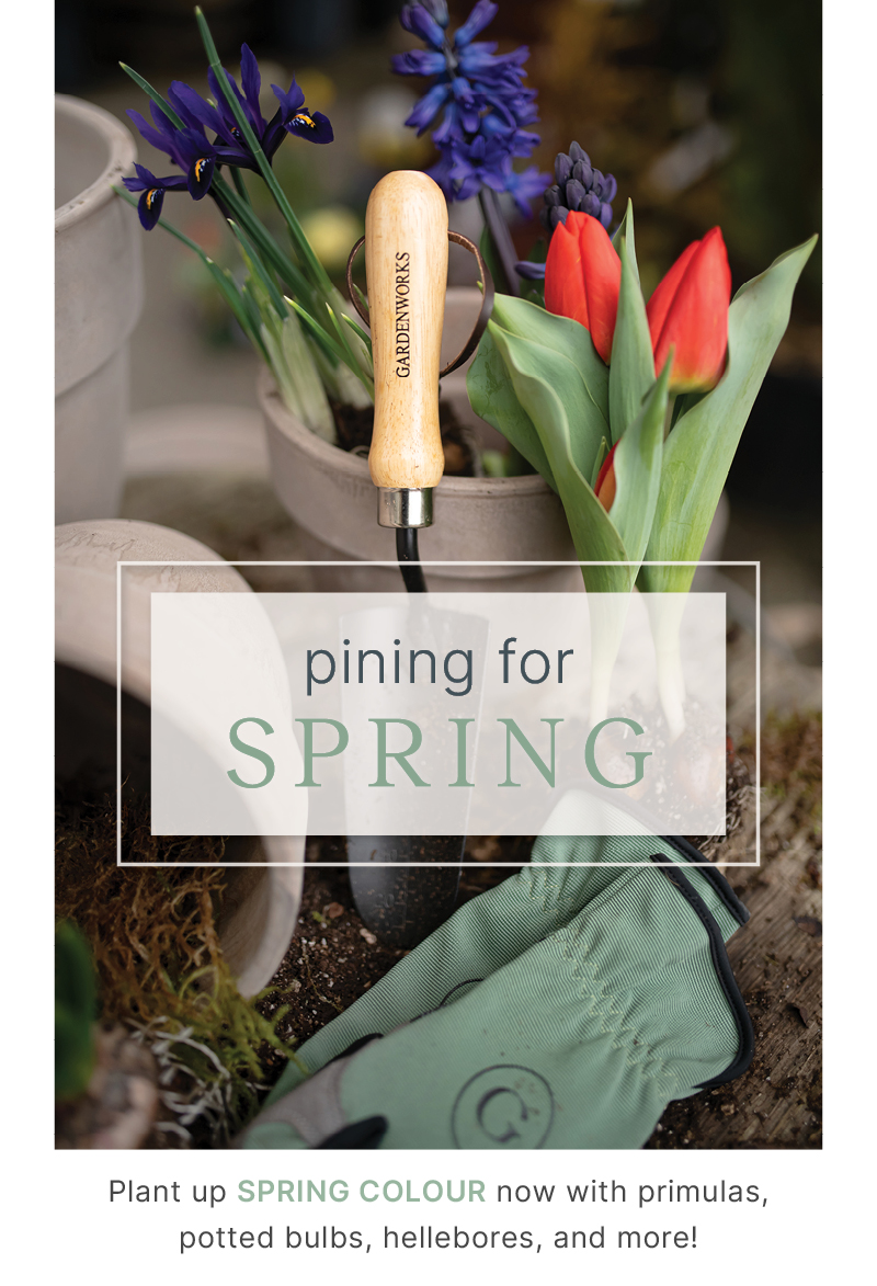 Pining For Spring Pining for Spring? COLOURFUL potted bulbs available now