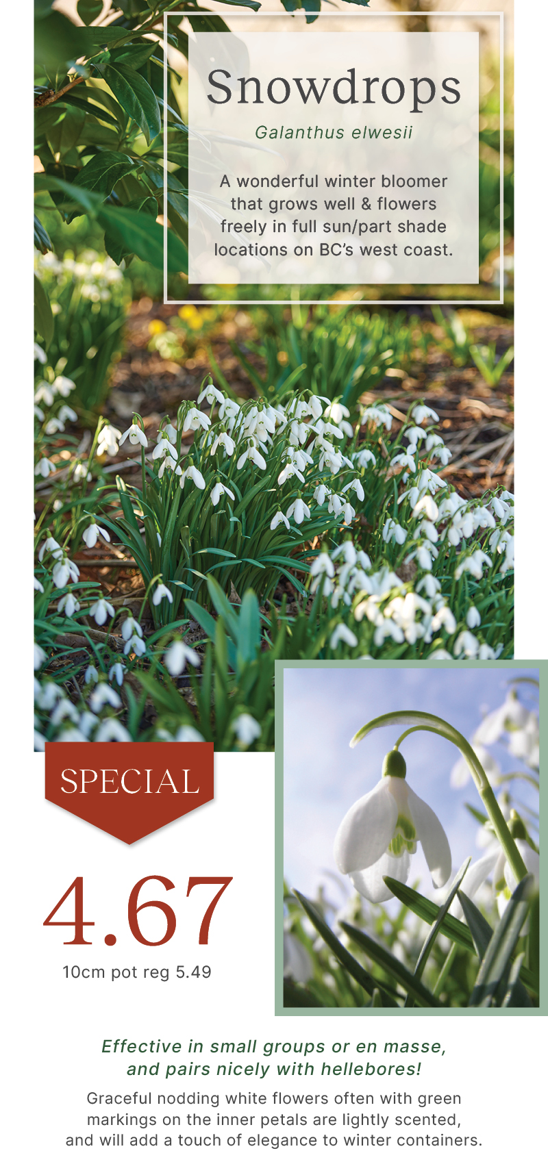Pining For Spring Pining for Spring? COLOURFUL potted bulbs available now