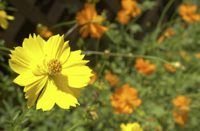 yellow-field-flowers.jpg