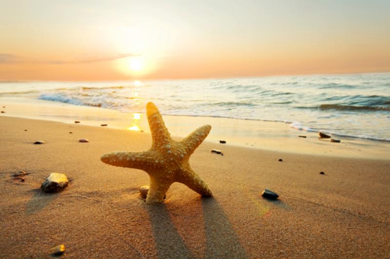 starfish_sun.jpg