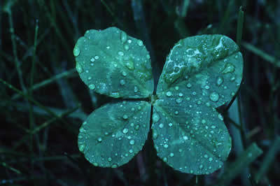 dewy-clover.jpg