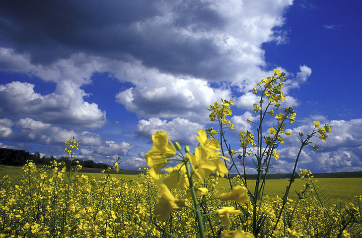 field_yellow_flowers.jpg