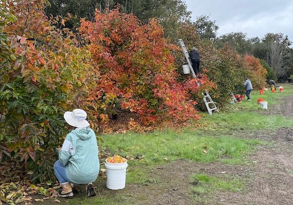 Gilroy Fuyu persimmon orchard in fall colors