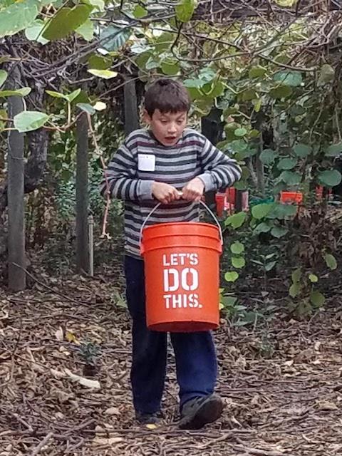 Young volunteer at harvest