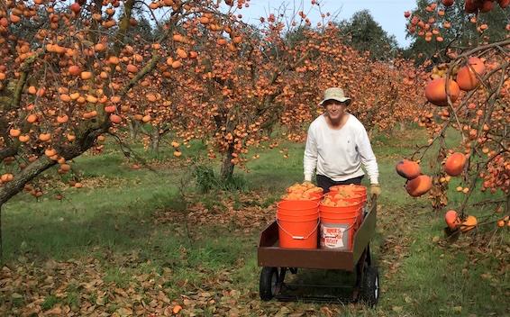persimmon orchard abundance