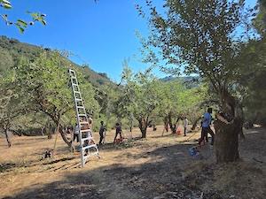 Apple orchard volunteers in action