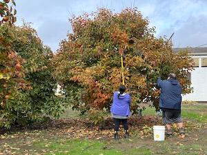 volunteers with all morning tree