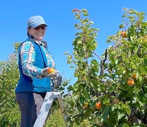 Volunteer holding a big apricot