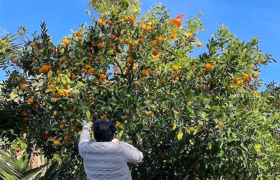 Mountain View home harvest volunteer and orange tree