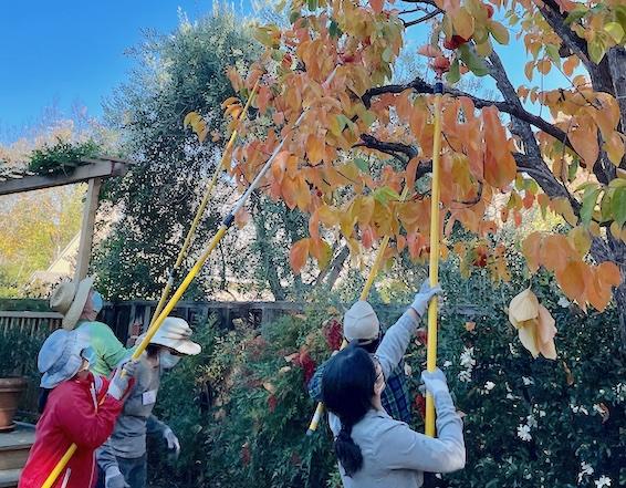 Mountain View home persimmon volunteers