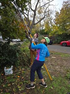 MV Volunteers picking a tall tree