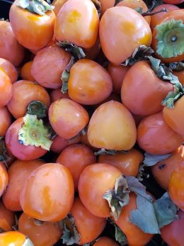 A gracious plenty of ripe Hachiya persimmons