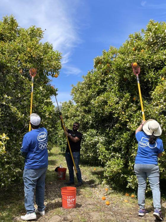 Picking oranges