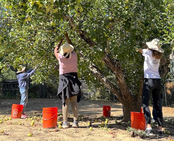 Los Gatos Hills apple orchard volunteers