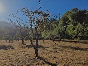 Cupertino historic orchard with 120 year old trees