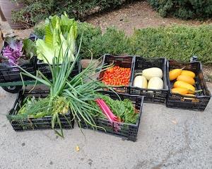 Filoli produce