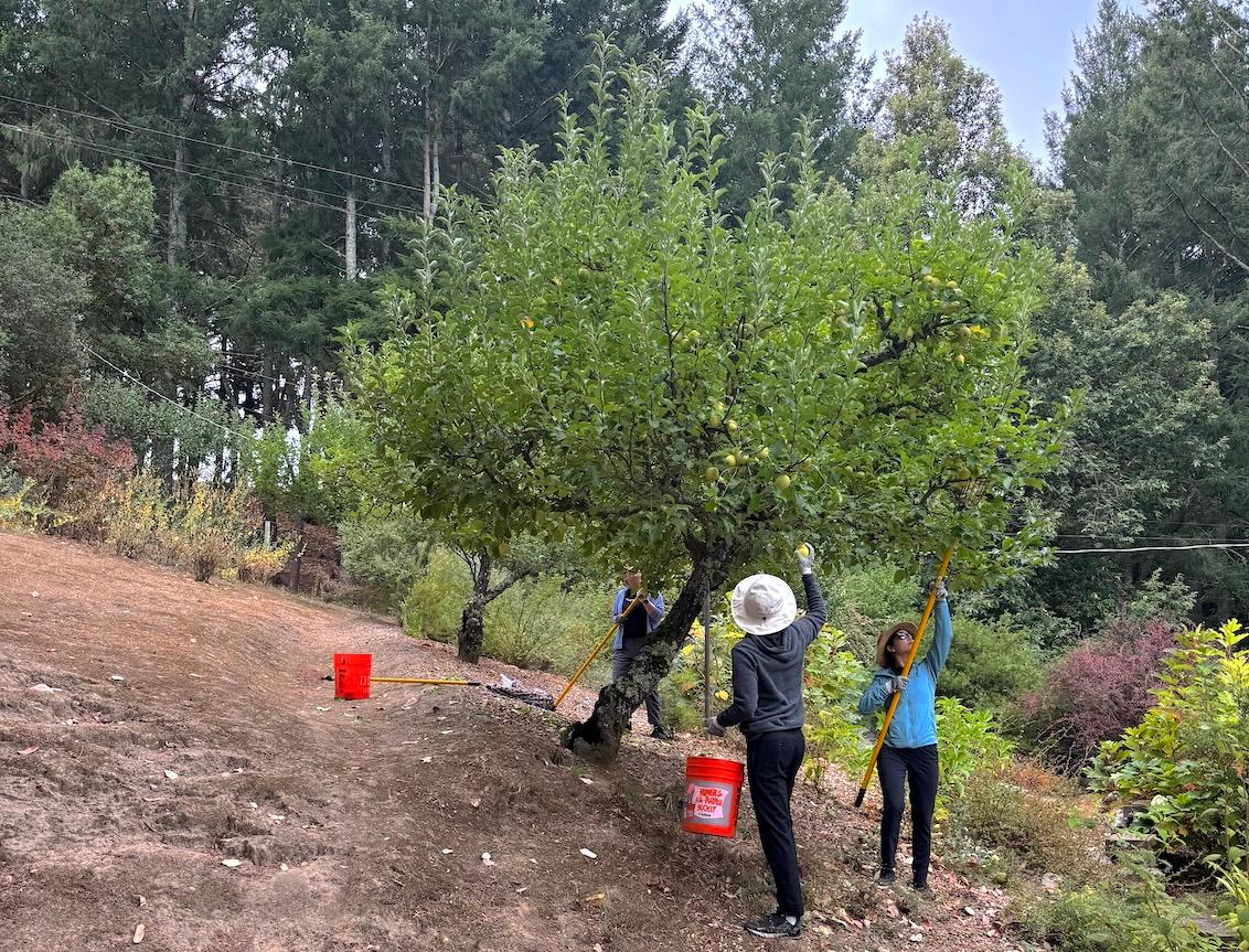 Los Gatos Hills apple trees and volunteers