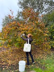 Volunteer clipping fruit from a Fuyu persimmon tree