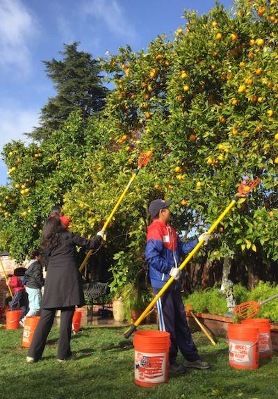 Orange harvest