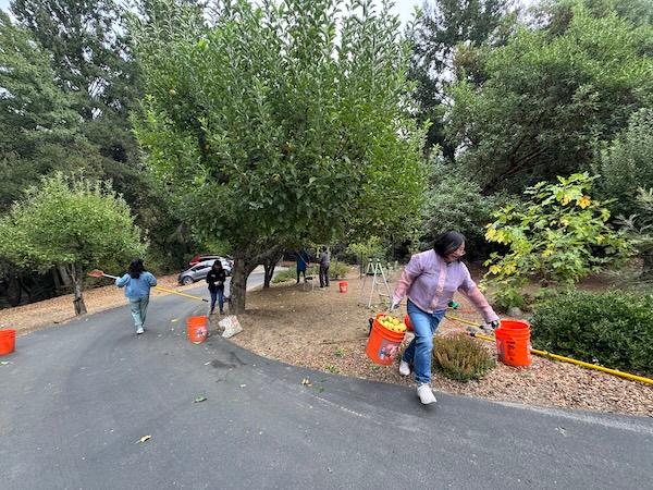 Volunteers picking apple trees on the hillside circle