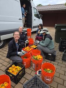 MV persimmon volunteers sorting