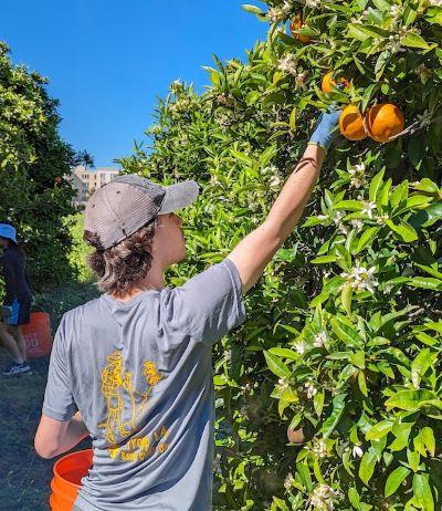 Picking oranges