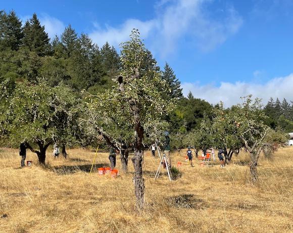 Cupertino canyon orchard