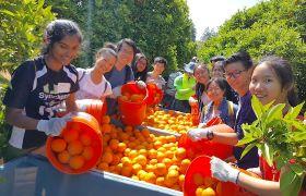 Pouring oranges into bins Pouring oranges into bins