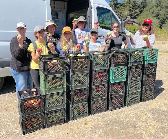 Los Gatos Hills apple volunteers and bounty