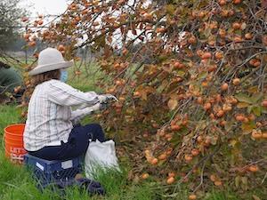 volunteer clipping Fuyu persimmons