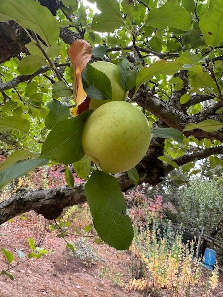 Golden delicious apples