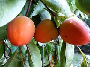 Hachiya Persimmons on a tree