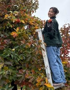 Happy volunteer holding persimmon