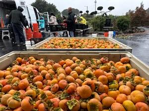 persimmons filling 4 bins